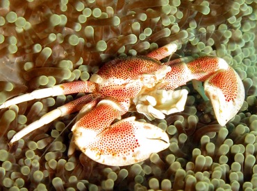 Spotted Porcelain Crab - Neopetrolisthes maculatus - Dumaguete, Philippines