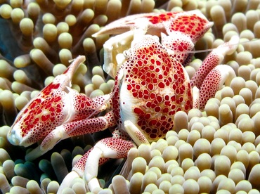 Spotted Porcelain Crab - Neopetrolisthes maculatus - Dumaguete, Philippines