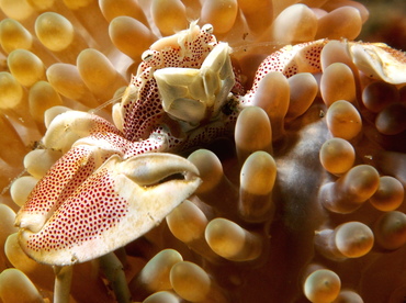 Spotted Porcelain Crab - Neopetrolisthes maculatus - Lembeh Strait, Indonesia