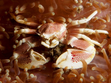 Spotted Porcelain Crab - Neopetrolisthes maculatus - Lembeh Strait, Indonesia