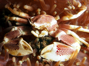 Spotted Porcelain Crab - Neopetrolisthes maculatus - Lembeh Strait, Indonesia