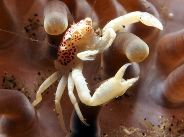 Spotted Porcelain Crab - Neopetrolisthes maculatus - Lembeh Strait, Indonesia