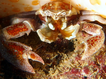 Spotted Porcelain Crab - Neopetrolisthes maculatus - Fiji