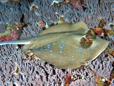 Australian Bluespotted Maskray - Neotrygon australiae - komodo, Indonesia