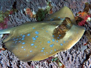Australian Bluespotted Maskray - Neotrygon australiae - komodo, Indonesia