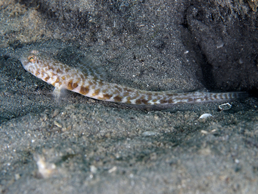 Orangespotted Goby - Nes longus - Blue Heron Bridge, Florida