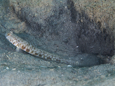 Orangespotted Goby - Nes longus - Blue Heron Bridge, Florida