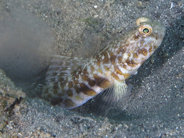 Orangespotted Goby - Nes longus - Blue Heron Bridge, Florida