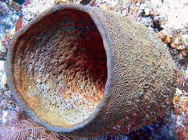 Netted Barrel Sponge - Verongula gigantea - Little Cayman