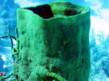 Netted Barrel Sponge - Verongula gigantea - Turks and Caicos
