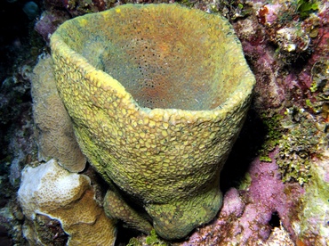 Netted Barrel Sponge - Verongula gigantea - Grand Cayman