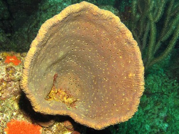 Netted Barrel Sponge - Verongula gigantea - Nassau, Bahamas