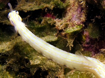 Network Pipefish - Corythoichthys flavofasciatus - Yap, Micronesia