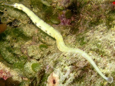 Network Pipefish - Corythoichthys flavofasciatus - Yap, Micronesia