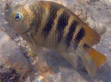 Night Sergeant - Abudefduf taurus - Aruba