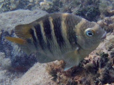 Night Sergeant - Abudefduf taurus - Aruba