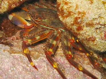Nimble Spray Crab - Percnon gibbesi - St Kitts