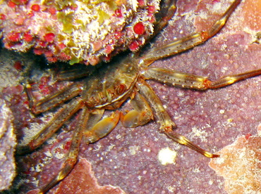 Nimble Spray Crab - Percnon gibbesi - Belize