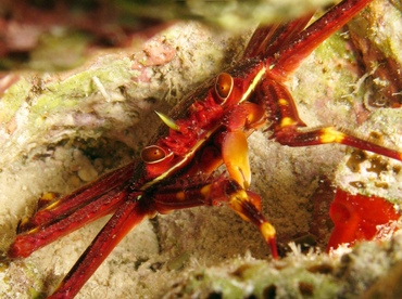 Nimble Spray Crab - Percnon gibbesi - Grand Cayman