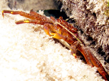 Nimble Spray Crab - Percnon gibbesi - Belize