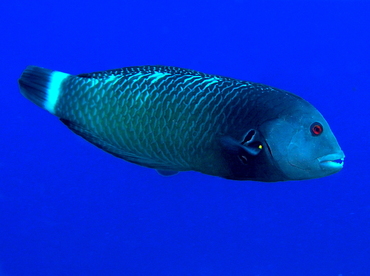 Rockmover Wrasse - Novaculichthys taeniourus - Big Island, Hawaii