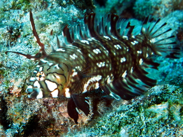 Rockmover Wrasse - Novaculichthys taeniourus - Big Island, Hawaii