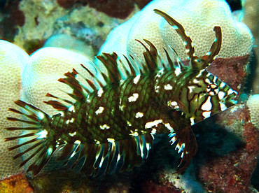 Rockmover Wrasse - Novaculichthys taeniourus - Big Island, Hawaii