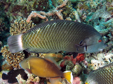 Rockmover Wrasse - Novaculichthys taeniourus - Anilao, Philippines