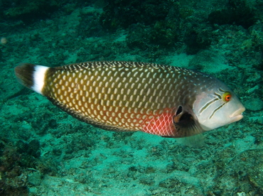 Rockmover Wrasse - Novaculichthys taeniourus - Anilao, Philippines