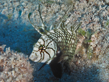 Rockmover Wrasse - Novaculichthys taeniourus - Great Barrier Reef, Australia