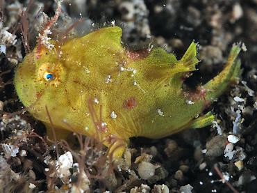 Ocellated Frogfish - Nudiantennarius subteres - Komodo, Indonesia