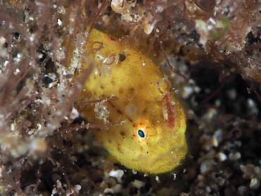 Ocellated Frogfish - Nudiantennarius subteres - Komodo, Indonesia