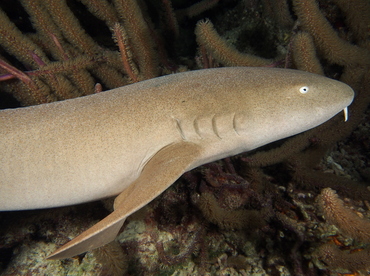 Nurse Shark - Ginglymostoma cirratum - The Exumas, Bahamas