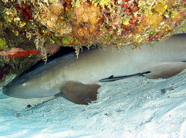 Nurse Shark - Ginglymostoma cirratum - Cozumel, Mexico