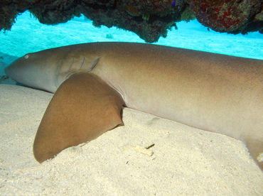 Nurse Shark - Ginglymostoma cirratum - Grand Cayman