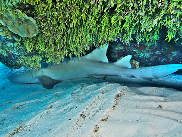 Nurse Shark - Ginglymostoma cirratum - Cozumel, Mexico