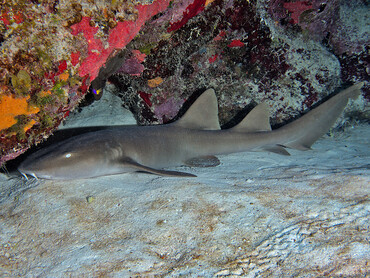 Nurse Shark - Ginglymostoma cirratum - Turks and Caicos