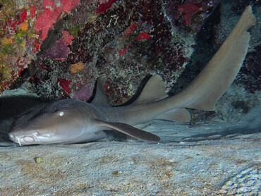 Nurse Shark - Ginglymostoma cirratum - Turks and Caicos