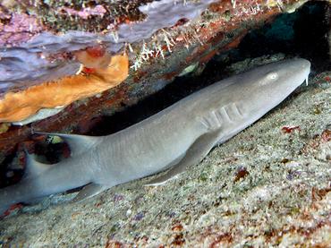 Nurse Shark - Ginglymostoma cirratum - British Virgin Islands