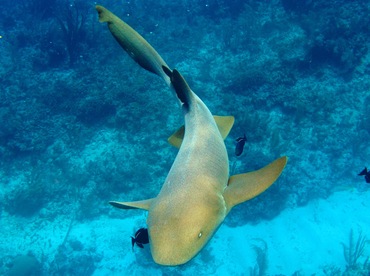 Nurse Shark - Ginglymostoma cirratum - Belize