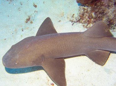 Nurse Shark - Ginglymostoma cirratum - Turks and Caicos