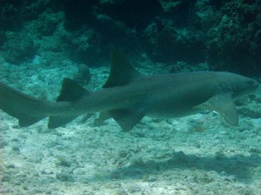 Nurse Shark - Ginglymostoma cirratum - Nassau, Bahamas