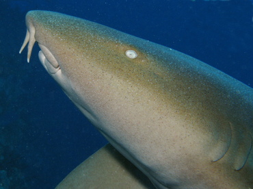 Nurse Shark - Ginglymostoma cirratum - Belize