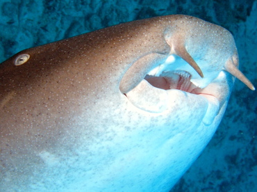 Nurse Shark - Ginglymostoma cirratum - Belize