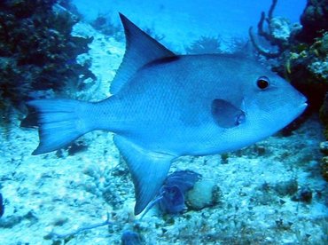 Ocean Triggerfish - Canthidermis sufflamen - Cozumel, Mexico