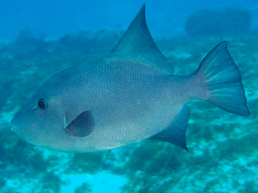 Ocean Triggerfish - Canthidermis sufflamen - Cozumel, Mexico