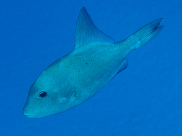 Ocean Triggerfish - Canthidermis sufflamen - Cozumel, Mexico