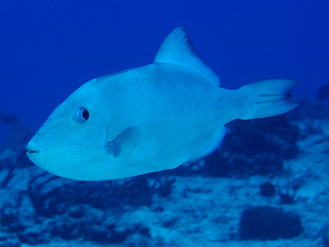 Ocean Triggerfish - Canthidermis sufflamen - Cozumel, Mexico