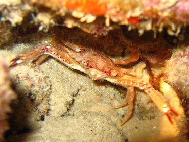 Ocellate Swimming Crab - Achelous sebae - Bonaire