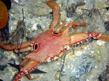 Ocellate Swimming Crab - Achelous sebae - St John, USVI